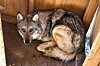 Mexican wolf Asha denied freedom for failure to breed | News ...