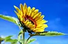 sunflower-g9cc60acf3_1920
