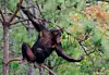 Chimps still in need of safe haven