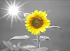 sunflower-g6455865c8_1920