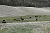 Trespass cattle