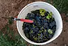 20240807-bizo-grapes-3