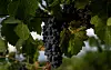 20240807-bizo-grapes-8