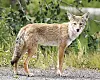 coyote
