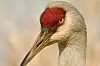 Sandhill Crane