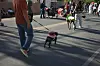 Corrales Pet Parade