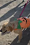 Corrales Pet Parade