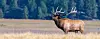 Elk in the field