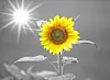 sunflower-g6455865c8_1920