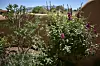 Corrales Garden Tour