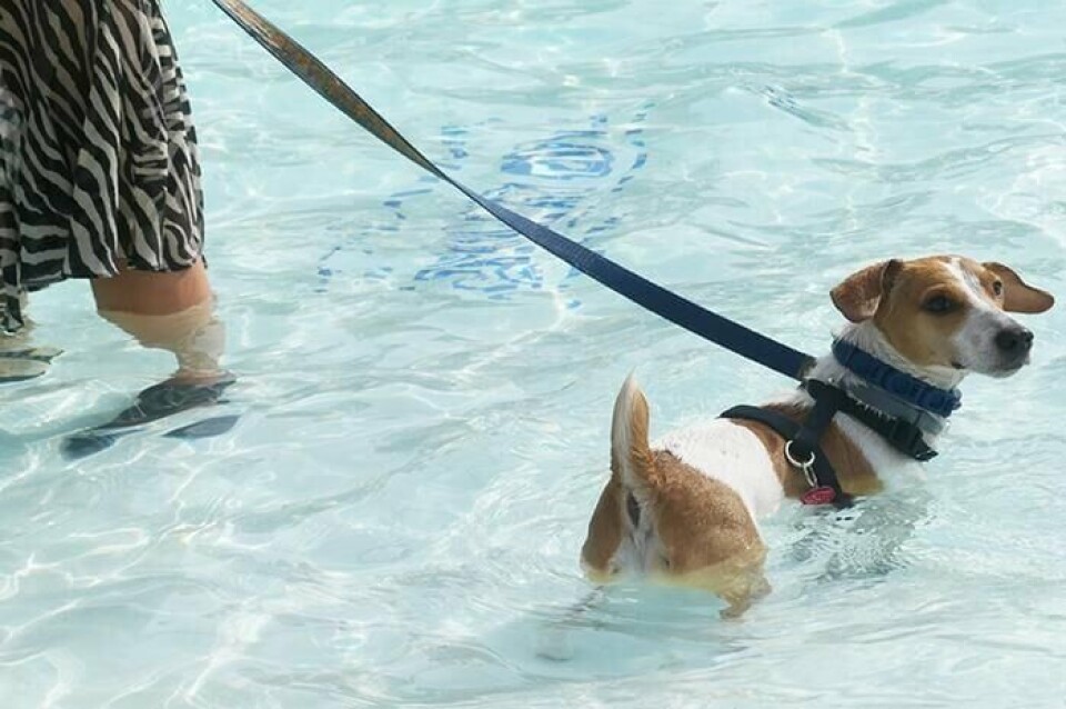 Haynes Pool Rio Rancho Haynes Outdoor Pool has gone to the dogs | News | rrobserver.com