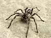 Lycosa_tarantula