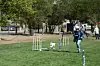 Dog and owner on agility course - Zora and Vicky