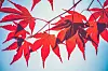 Maple leaves. Original public domain image from Wikimedia Commons