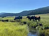 Valles Caldera National Preserve