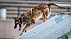 20240518-news-JB-K9competition-03.jpg