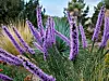 The Placitas Garden Tour is scheduled for Sunday, Sept. 11