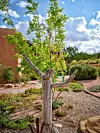 The Placitas Garden Tour is scheduled for Sunday, Sept. 11