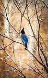 Stellar Jay Blue Birdedit