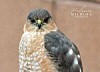 Backyard Birds of the week: Cooper’s Hawk vs. Sharp-Shinned Hawk ...