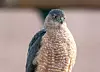Cooper’s Hawk 2