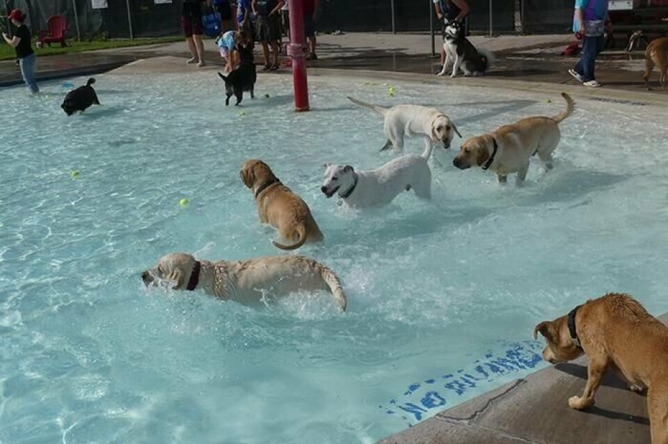Haynes Pool Rio Rancho Haynes Outdoor Pool has gone to the dogs | News | rrobserver.com