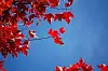 fallleaves