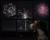 fireworks-and-dog