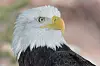 Bald Eagle B
