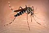 RRO Sandoval bugs (Aedes Aegypti)