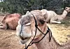 Camels