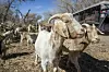 You've goat to be kidding: City gets a four-legged assist removing invasive plants in the bosque
