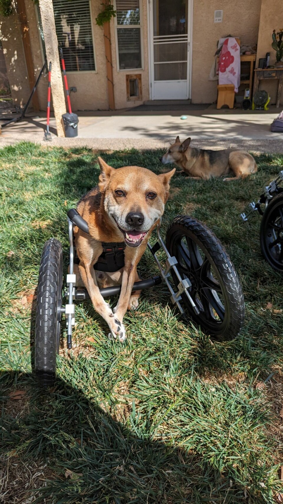 Disapled Dog Disabled dogs dumped in Rio Rancho get new wheels | News | rrobserver.com