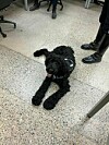 RRPD therapy dog to make first public appearance at Movie with the Cops ...