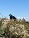 Black bear in Rio Rancho