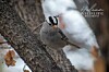 Backyard Birds of the week | Features | rrobserver.com