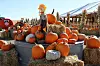 PumpkinPatch1WEB
