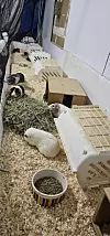 Guinea Pigs