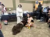 It's not a trap: Star Wars Fest fun for all ages