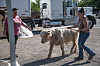 Animal kingdom off to the races for Corrales pet mayor 2026