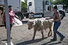 Animal kingdom off to the races for Corrales pet mayor 2026
