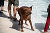 Pooches and politicians gather at Haynes to welcome RR community