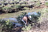 Volunteers work to remove litter from Rio Rancho